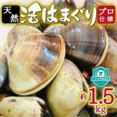 天然はまぐり約1.5kg (千葉県産)【配送不可地域:離島・沖縄】【1306034】