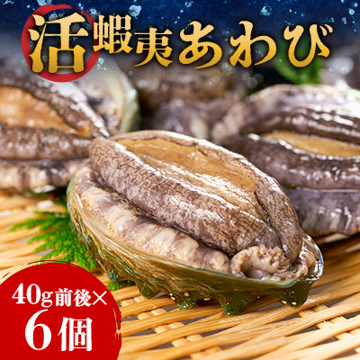 活き蝦夷あわび 6個【配送不可地域:離島・北海道・沖縄・東北・中国・四国・九州】【1442546】