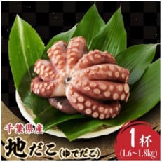 地だこ　1杯(1.6kg～1.8kg)【配送不可地域：離島】【1566855】