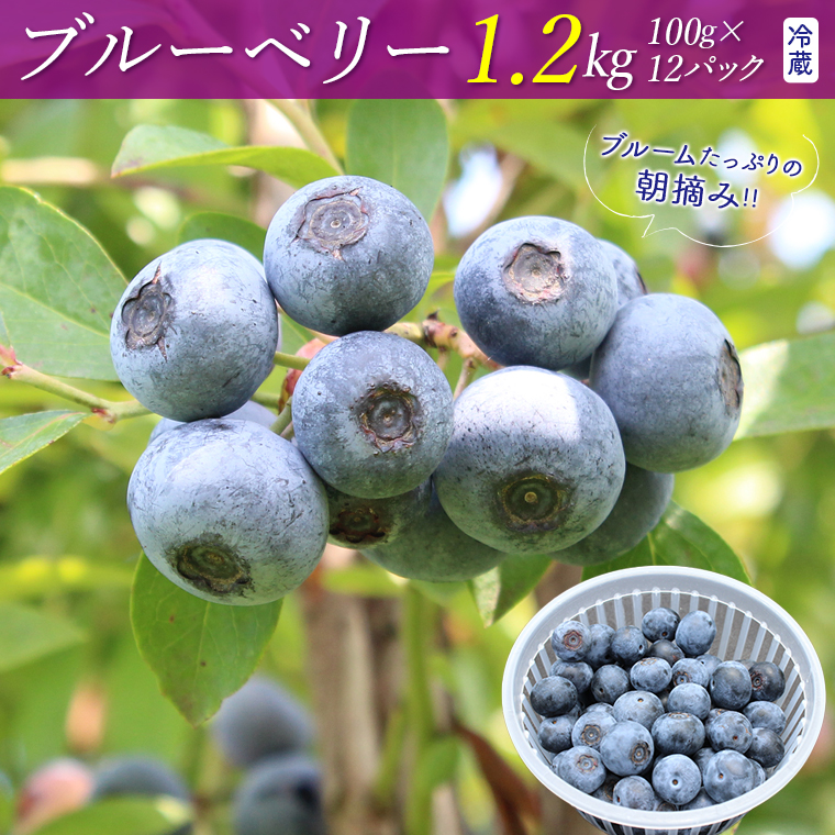 E-6d7z ブルームたっぷり!朝摘みブルーベリー1.2kg(冷蔵)[7月発送分]