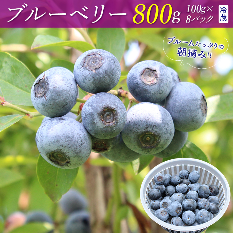 E-23b7z ブルームたっぷり!朝摘みブルーベリー800g(冷蔵)[7月発送分]