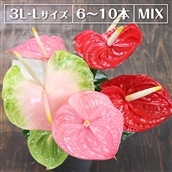 AP-4mixz 富津産切花アンスリューム(3L-Lサイズ)【色合い:おまかせMIX】