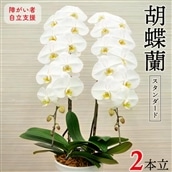 BA-4z 【障がい者自立支援】胡蝶蘭(スタンダード)2本立/NPO法人Alon Alon