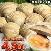 BK-9Lez 漁師直送!活ホンビノス貝4.5kg(Lサイズ)