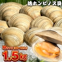BK-6Mbz 漁師直送!活ホンビノス貝1.5kg(Mサイズ)
