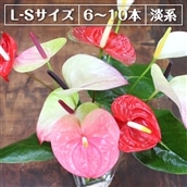 AP-3wz 富津産切花アンスリューム(L-Sサイズ)[色合い:淡系]