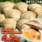 BK-9MIXbz 漁師直送!活ホンビノス貝4.5kg(サイズミックス)