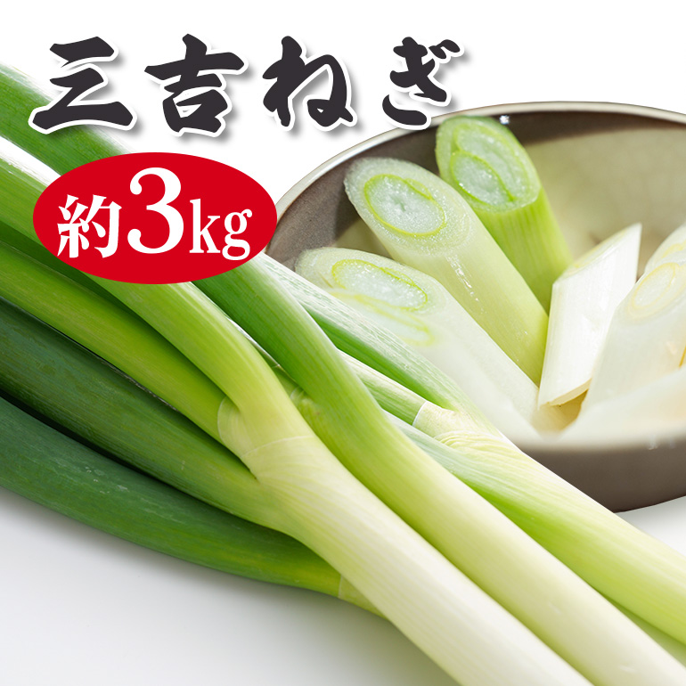 特選ネギ 約3kg 小野瀬農園 ho1415