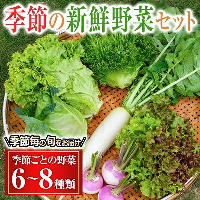 季節毎の新鮮野菜セット 野菜 野菜セット セット 詰め合わせ 国産 旬 季節 おまかせ お楽しみ 冷蔵 【あさねぼう】【ho1537】