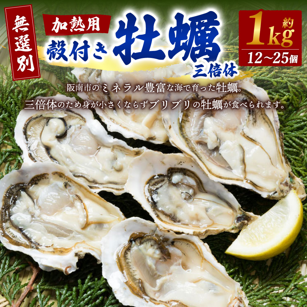 【無選別】加熱用 殻付き牡蠣 約1kg（12～25個）三倍体｜ 牡蠣 かき カキ 生ガキ 生牡蠣 加熱用 調理用
