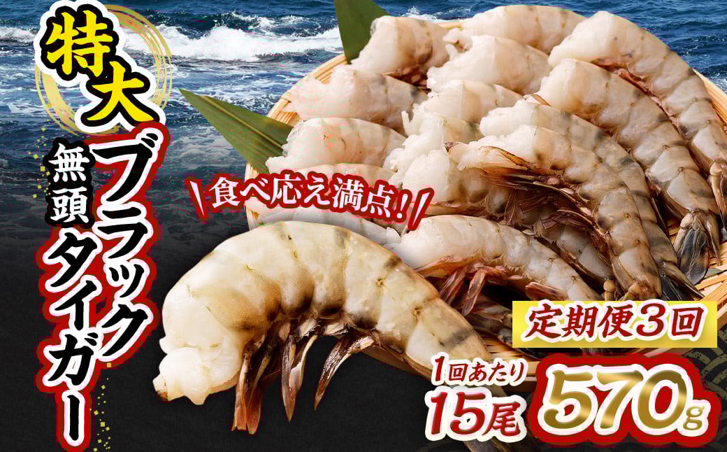 【3回定期便】特大 ブラックタイガー 無頭えび 570g前後(15尾)×3回 |海老 えび エビ ブラックタイガー 海鮮 魚介 殻付き 冷凍 大阪府 阪南市