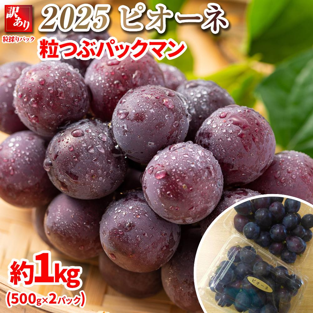 2025 ピオーネ  粒つぶパックマン【訳ありパック】2パック  約1キロ 長野県産【10月初旬頃~順次発送予定】 国際特許有機肥料栽培