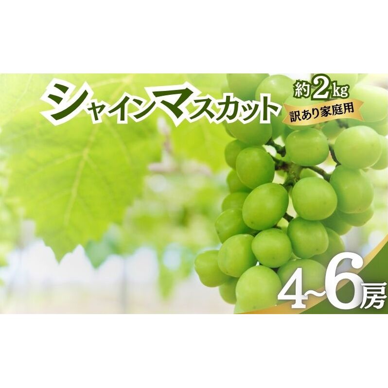 シャインマスカット 訳あり家庭用 約2kg 4～6房 マスカット ぶどう 果物 信州 長野