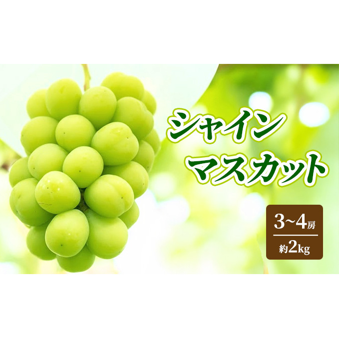 シャインマスカット 約2kg 4～5房 ぶどう フルーツ 果物 デザート 長野県 山ノ内町