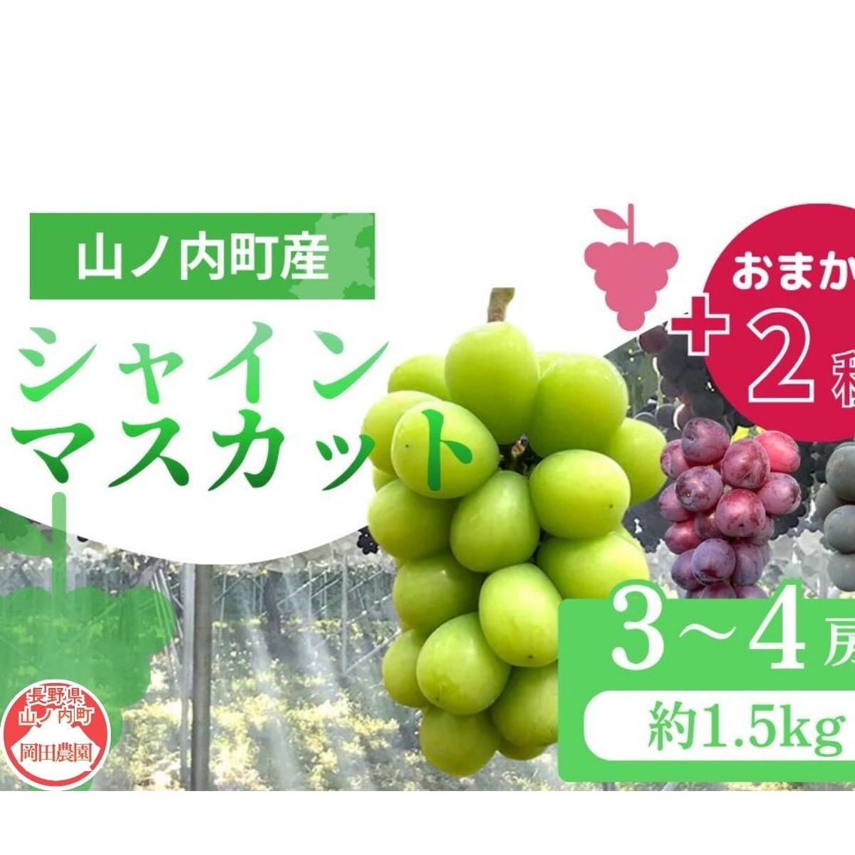 【2026年9月～発送】ぶどう シャインマスカット + おまかせ2種 約1.2kg（3～4房）山ノ内町産 ブドウ 葡萄 マスカット