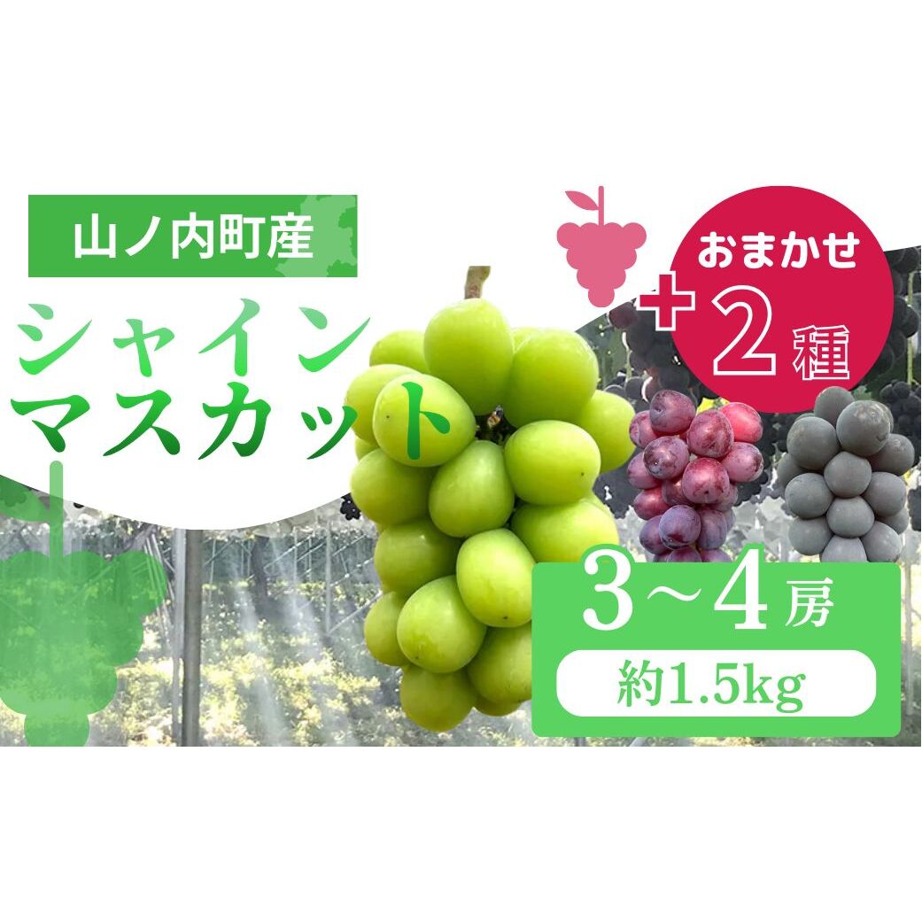 ぶどう シャインマスカット + おまかせ2種 約1.5kg（3～4房）山ノ内町産 ブドウ 葡萄 マスカット