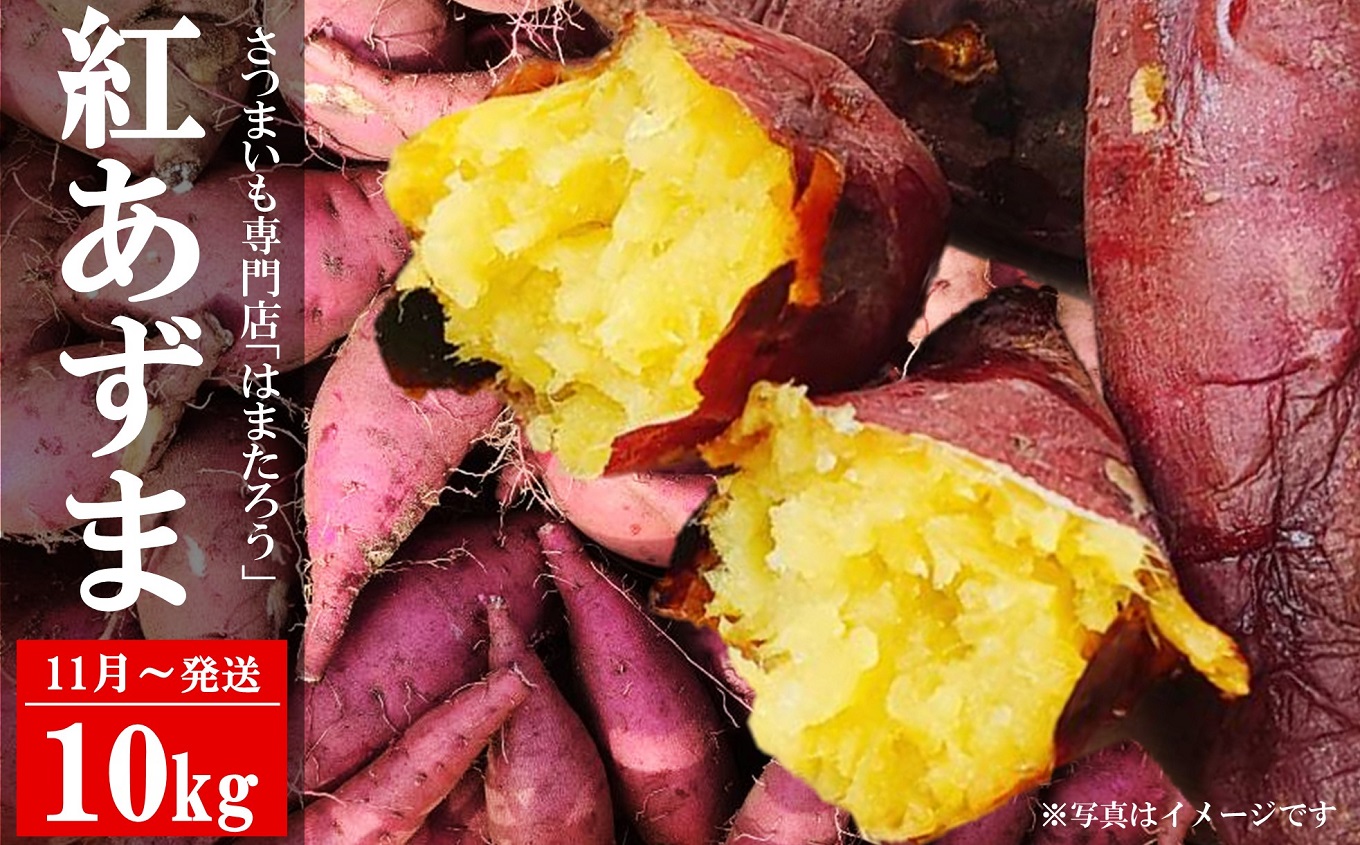 【先行予約・11月～発送】さつまいも 紅あずま 10kg 新潟県柏崎産 はまたろう【数量・期間限定】[ZF324]