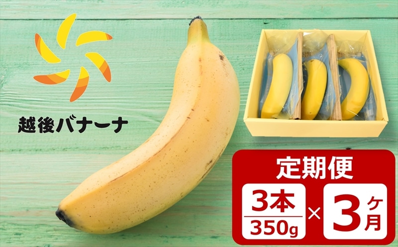 【定期便・雪国新潟産バナナ】3本(350g)×3回 濃厚な甘さともっちり食感!安心安全の越後バナーナ