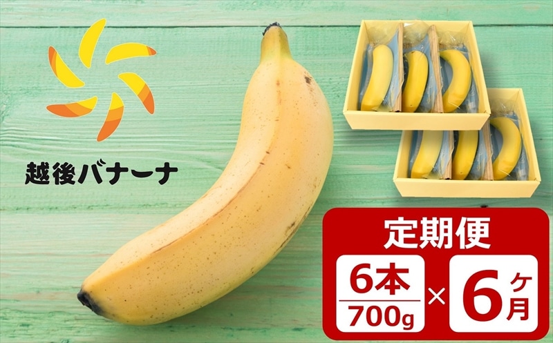 【定期便・雪国新潟産バナナ】6本(700g)×6回 濃厚な甘さともっちり食感!安心安全の越後バナーナ