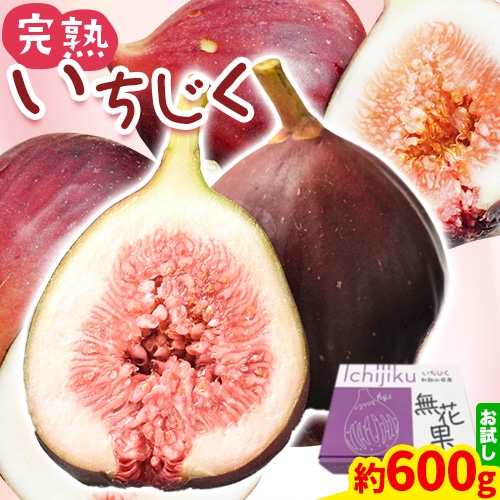 いちじく 完熟いちじく 約600g (300g×2パック) お試し パック いちじく イチジク 無花果 紀の里農業協同組合[2025年9月上旬-11月上旬頃出荷] 和歌山県 紀の川市 青果物 果物 くだもの フルーツ スイーツ---wsk_cjak24_9j11j_24_7000_600g---