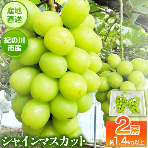 大粒シャインマスカット約1.4kg(700g程度×2)ｍ＆ｎ果実園《8月末-10月上旬頃より出荷予定》和歌山県 紀の川市---wsk_cmnk10_l810_23_22000_2f---