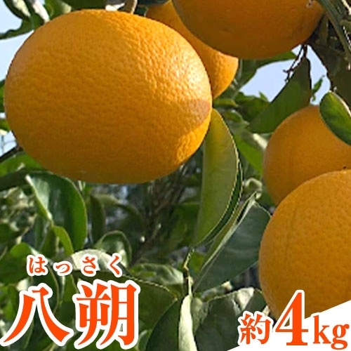 先行予約 和歌山県産 八朔(はっさく) 約4kg 前商店《2026年1月上旬-3月末頃出荷》産地直送 柑橘---wsk_mes16_1j3m_25_10500_4kg---