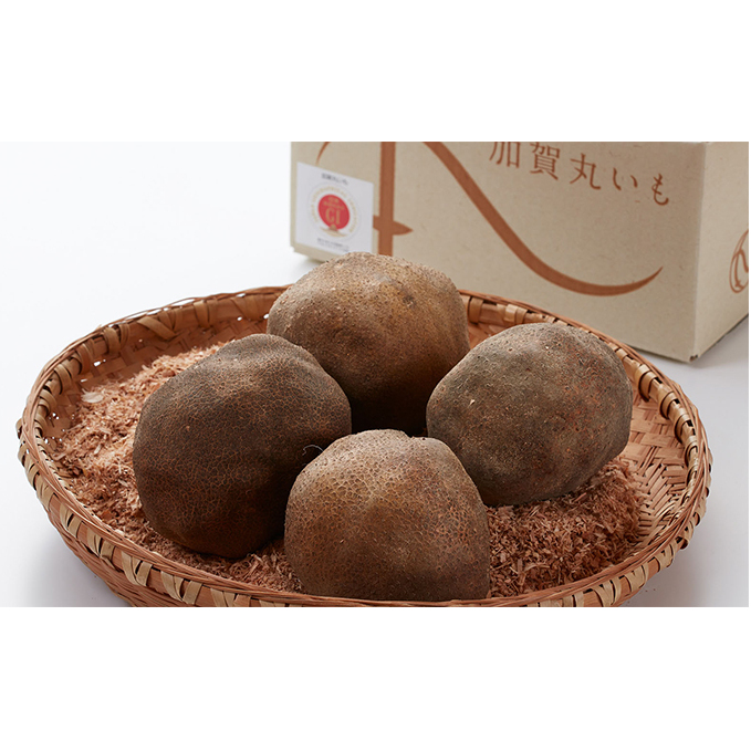 根上特産「加賀丸いも」 野菜 