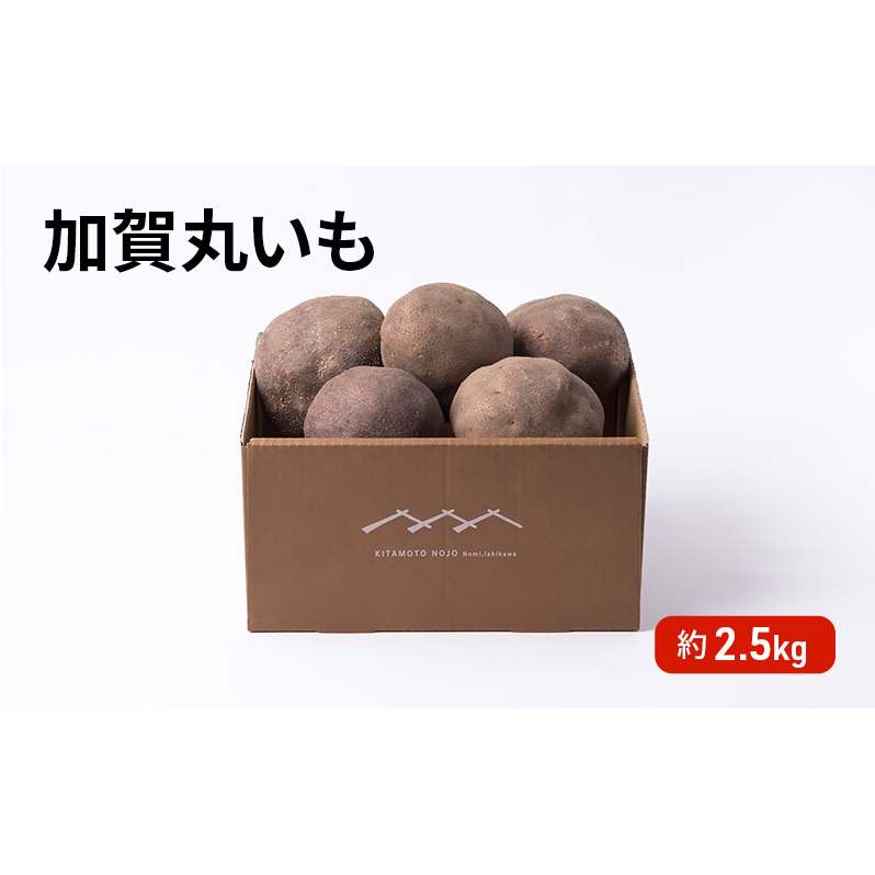 令和7年度産 加賀丸いも 2.5kg