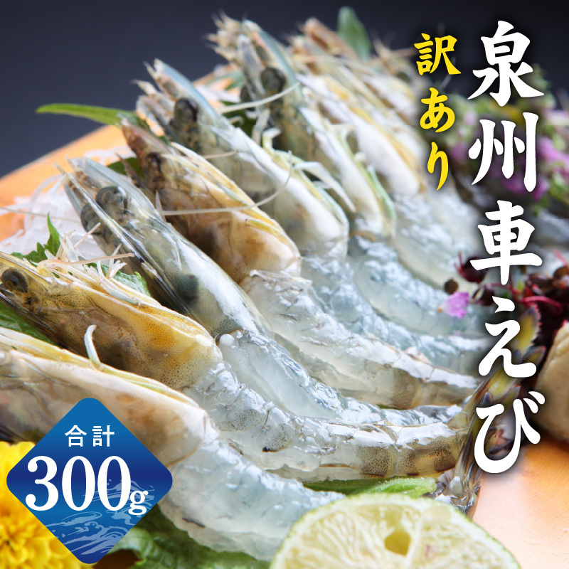 【生食可】泉州車えび 300g【訳あり サイズ不揃い 先行予約 エビ 海老 国産 魚介類 海鮮丼 冷凍】 G2185