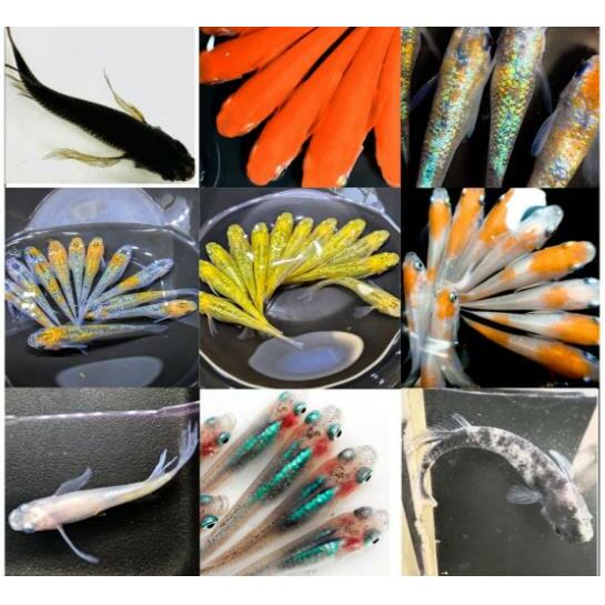 【出荷期間3~11月】 厳選ミックスめだかセット10匹+保障2匹【М~LLサイズ】 生き物 生体 魚 めだか メダカ 観賞魚 観賞用 飼育 ペット ミックス セット 東吾妻町 群馬