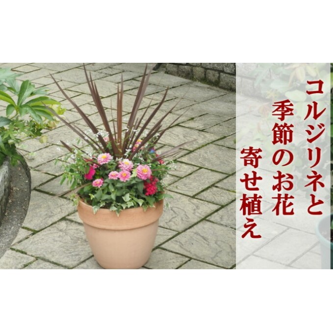 寄せ植え 鉢植え コルジリネと季節のお花 配送不可 北海道 沖縄 離島 植物 ガーデニング 庭 インテリア 癒し 玄関先 スタイリッシュ おしゃれ 華やか