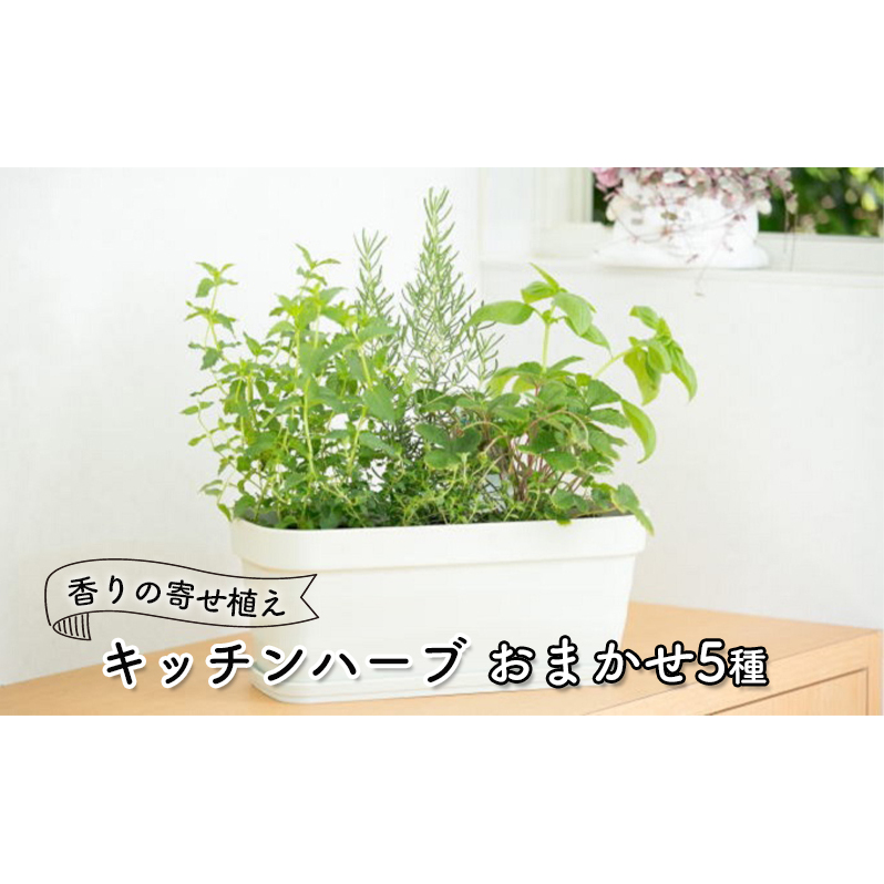 ハーブ キッチンハーブ 5種 フレッシュハーブ 香りの寄せ植え 植物 ガーデニング ガーデン インテリア