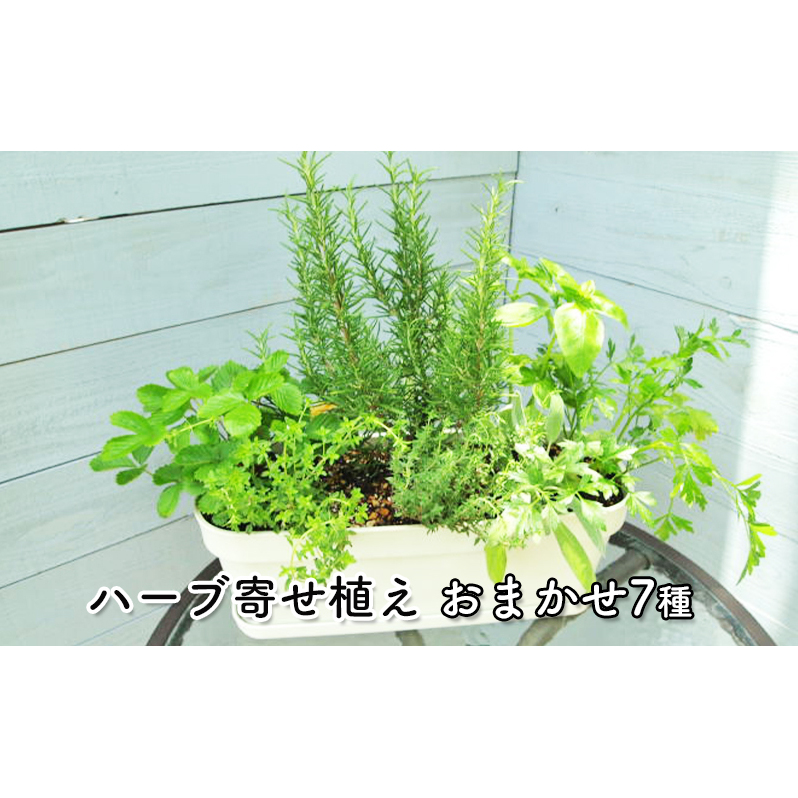 ハーブ 7種 フレッシュハーブ 香りの寄せ植え 白鉢 受皿付き 植物 ガーデン インテリア 