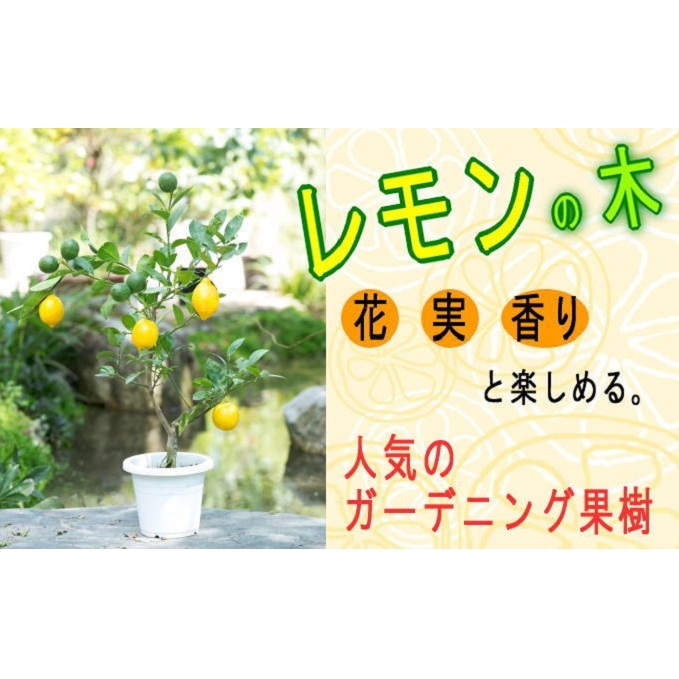 レモンの木 ガーデニング 果樹 ガーデニングショップ四季の里 