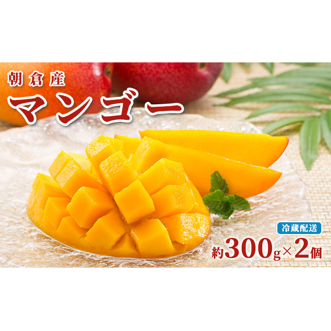 マンゴー 朝倉産 約300g×2個 配送不可 離島 果物 フルーツ 完熟 