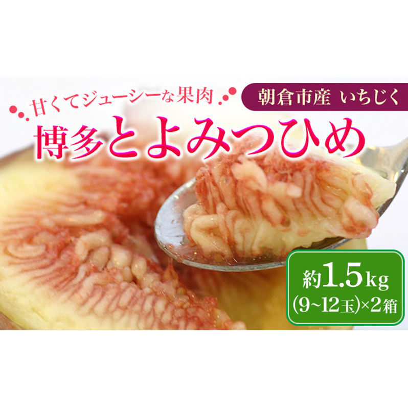 いちじく 2025年発送 博多 とよみつひめ 1.5kg 柔らかな食感 最高レベルの糖度 あふれる果汁 筑前あさくら農協 配送不可 離島※オンライン決済