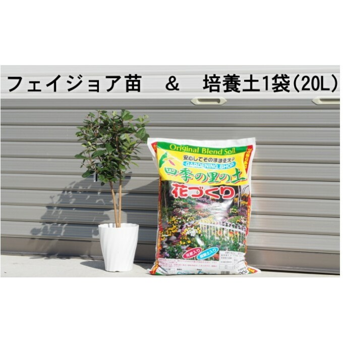 フェジョア苗と培養土1袋（20L）セット 福岡県朝倉市 JRE MALLふるさと納税