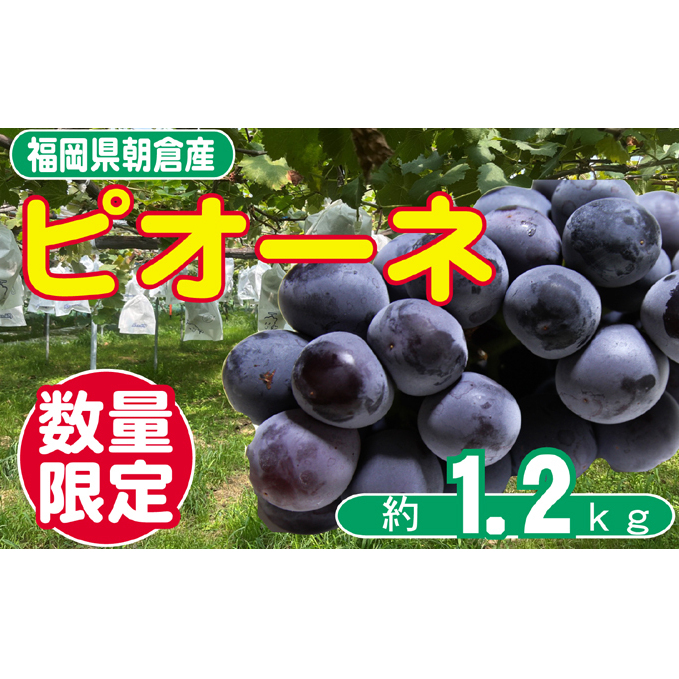 ぶどう ピオーネ 先行予約 約2~4房 約1.2kg 配送不可 離島 果物 フルーツ デザート 食後 おやつ 多汁 強い甘み 酸味 産地直送 福岡県産 朝倉市産
