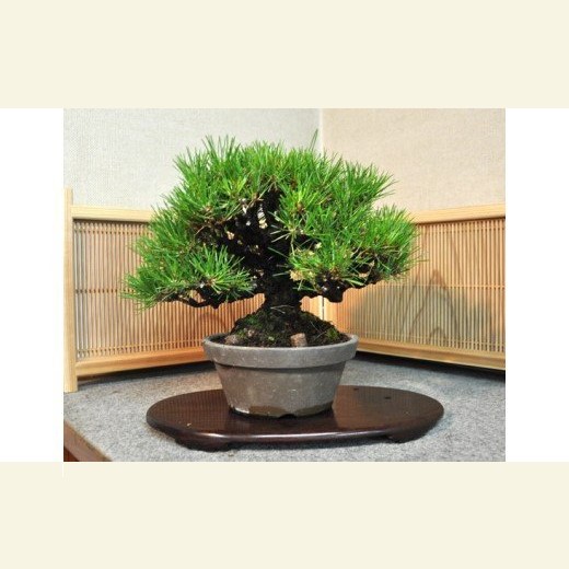 黒松　盆栽　樹高約60cm 楽天市場】盆栽 松 樹形美 樹齢5年 捻転幹 黒松 ミニ盆栽 W