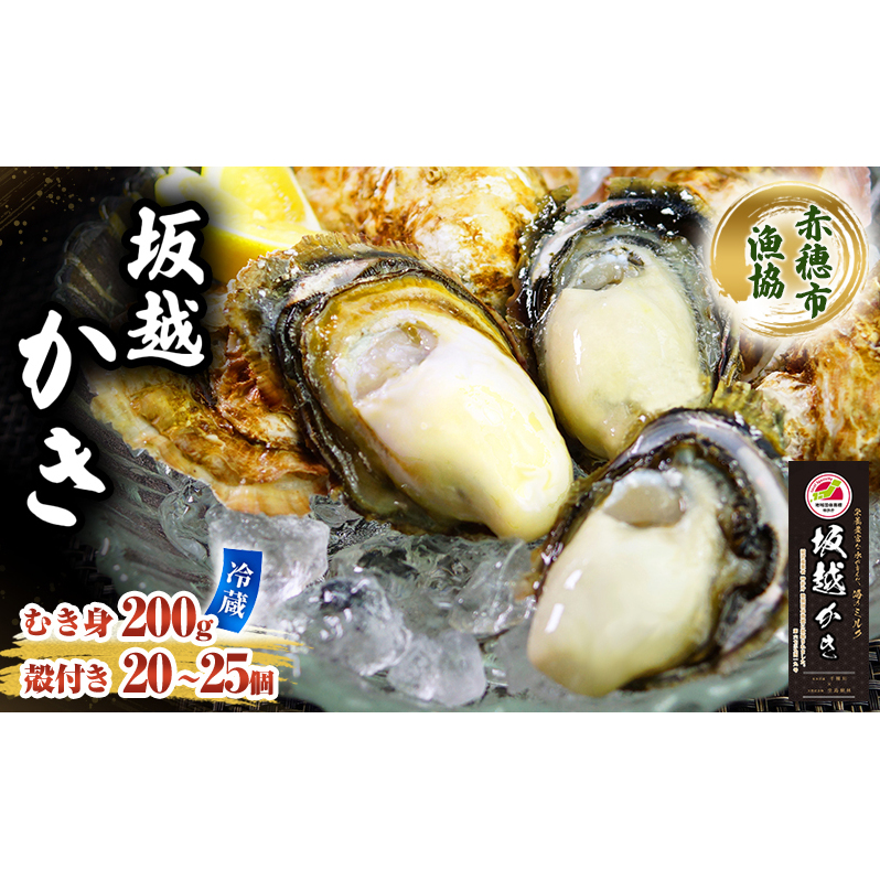 牡蠣 坂越かき 殻付き + むき身 セット 殻付き20個~25個 むき身200g(計2kg) 牡蠣ナイフ付き 冬牡蠣 かき カキ 魚貝類/生牡蠣/かき シーフード