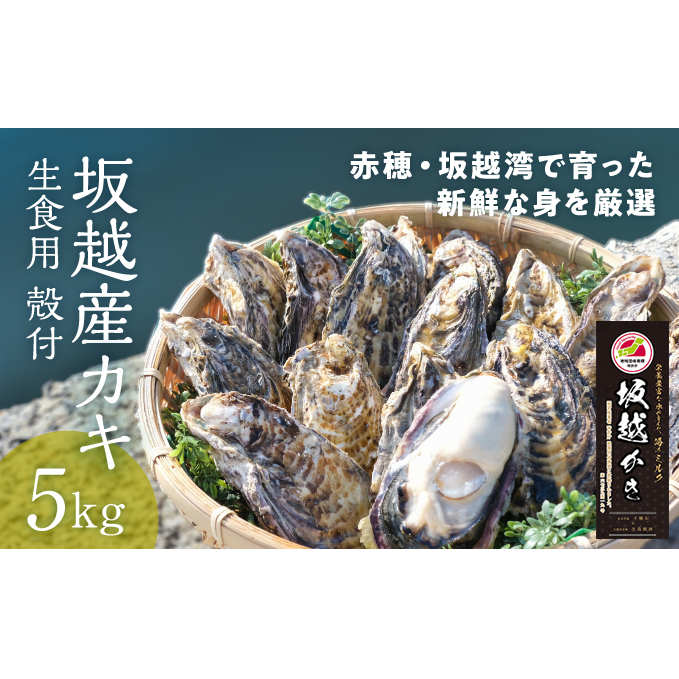 【2026年1月上旬より出荷開始】メディアでも話題の生食用カキ！赤穂・坂越湾で育った新鮮な身を厳選(坂越産カキ 生食用 殻付5kg)[ 牡蠣 冬牡蠣 ] 魚介類 