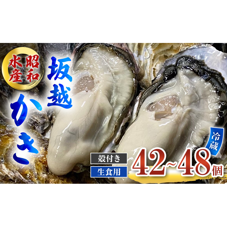 牡蠣 生食用 坂越かき 殻付き 42～48個 昭和水産 [ 生牡蠣 真牡蠣 かき カキ 冬牡蠣 ] | 兵庫県赤穂市 | JRE MALLふるさと納税