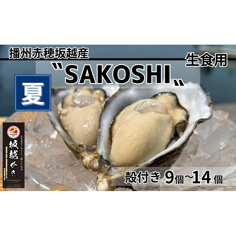 牡蠣 SAKOSHI 生食用 殻付き 9個～14個 1kg牡蠣ナイフ付き [ 坂越かき プレミアム 生牡蠣 夏牡蠣 かき カキ 三倍体 ]