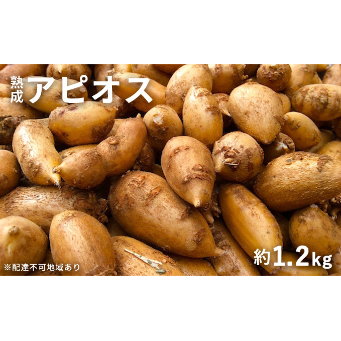 【錦町 産】インディアンのスタミナ源!桑原農園の熟成アピオス約1.2kg【配送不可:離島】 野菜 根菜
