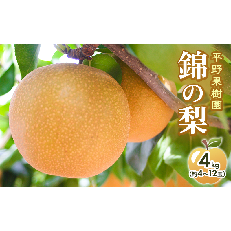 梨 先行予約 4kg 平野果樹園 錦の梨 清流錦 2025年発送 フルーツ 果物 デザート 配送不可：離島 