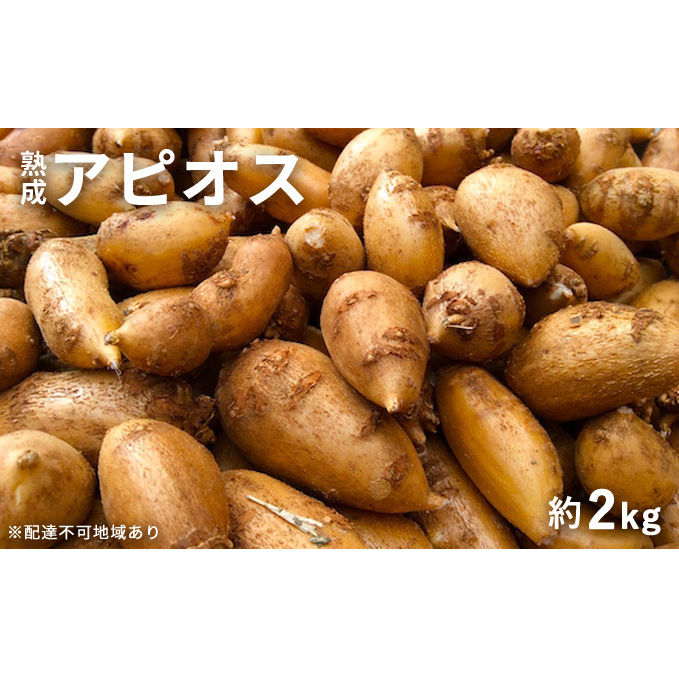 【錦町 産】インディアンのスタミナ源!桑原農園の熟成アピオス約2kg【配送不可:離島】 野菜 根菜