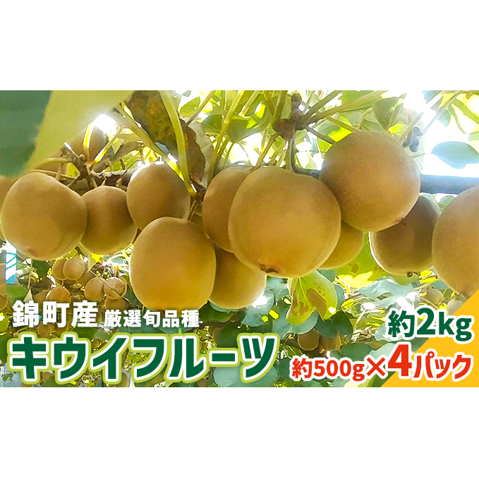 キウイ 先行予約 錦町産 旬のキウイフルーツ 約2kg 約500g×4パック 果物 国産 紅美人 酸味が少ない アップルキウイ 甘い 東京ゴールド ほどよい酸味 