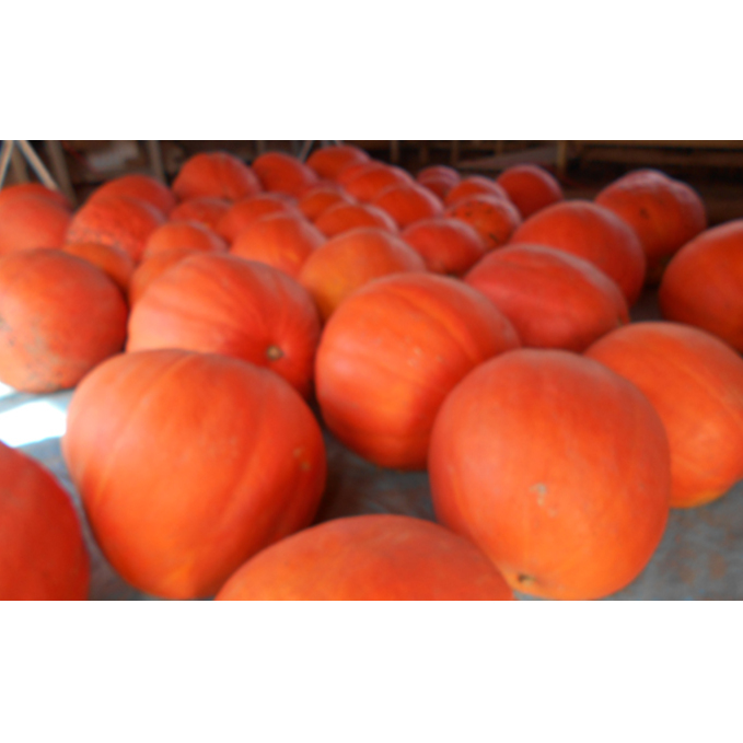 ハロウィン向けかぼちゃ　23kg未満 インテリア イベント 秋 飾り 置き物 南瓜 カボチャ イベント用品 ハロウィーングッズ 