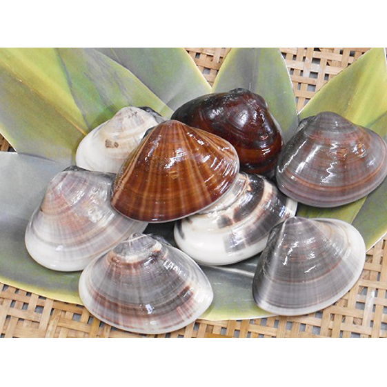 九十九里特産　九十九里地はまぐり　1kg 魚貝類 蛤栄養素 ミネラル 肉厚 高級食材 焼はま 酒蒸し お鍋 