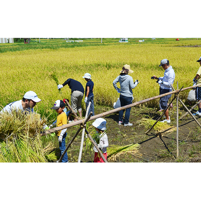 稲刈り体験　単回型　9/10　14時 体験チケット 体験型 農作業 農家 農業 子連れ 学び 
